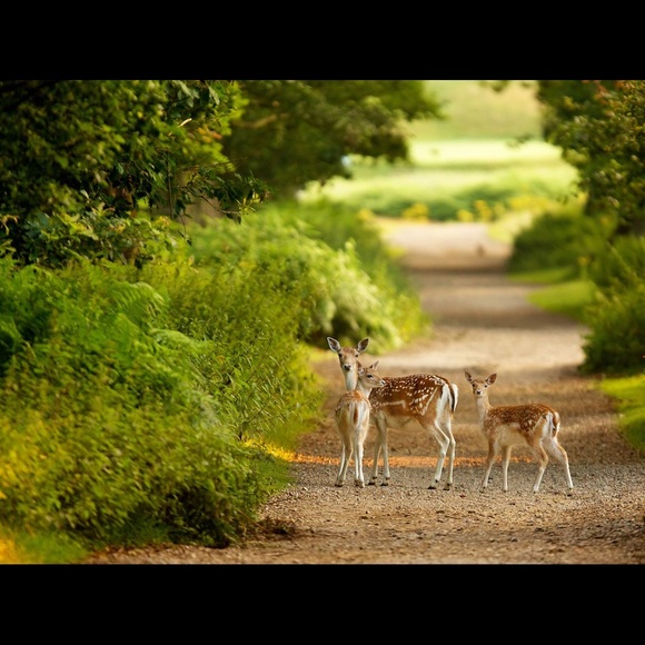 Meet your Posher, Kat - Picture 1 of 1